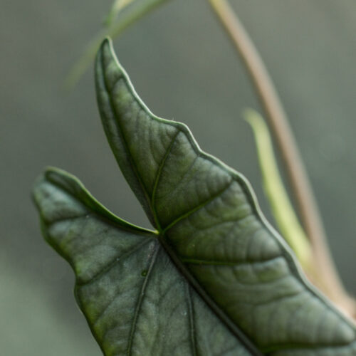 Alocasia heterophylla 'Corazon' size S