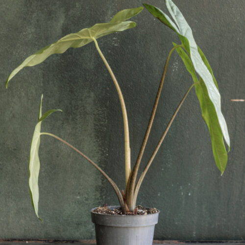 Alocasia heterophylla 'Corazon' size M