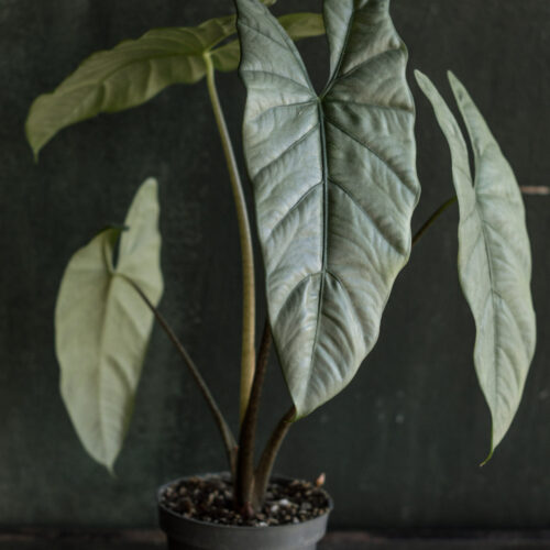 Alocasia heterophylla 'Corazon' size M