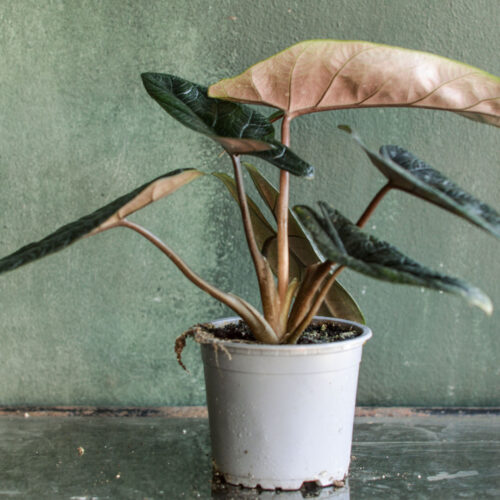 Alocasia scalprum