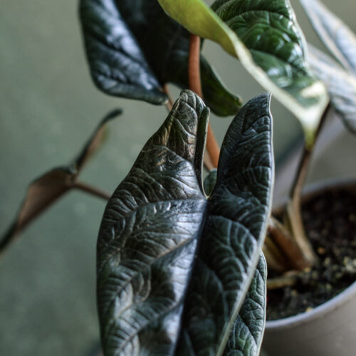 Alocasia scalprum