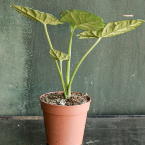 Alocasia sinuata