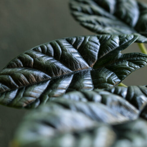 Alocasia sinuata