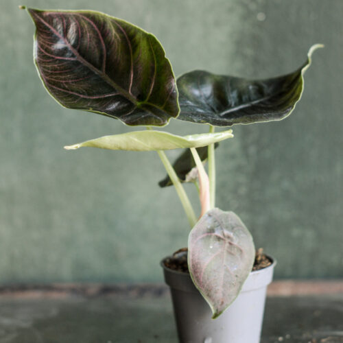 Alocasia azlanii
