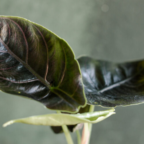Alocasia azlanii