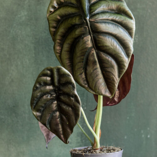 Alocasia cuprea Red secret