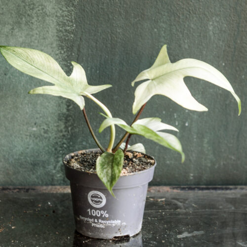Philodendron Florida Ghost