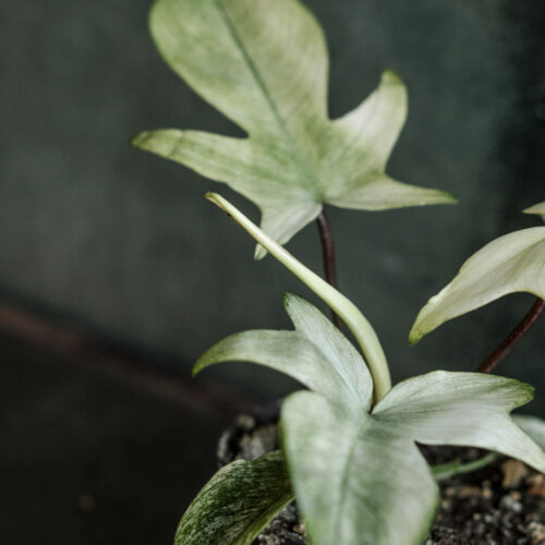 Philodendron Florida Ghost
