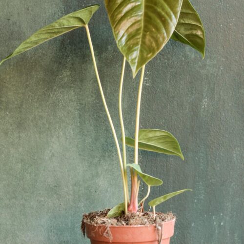 Anthurium recavum
