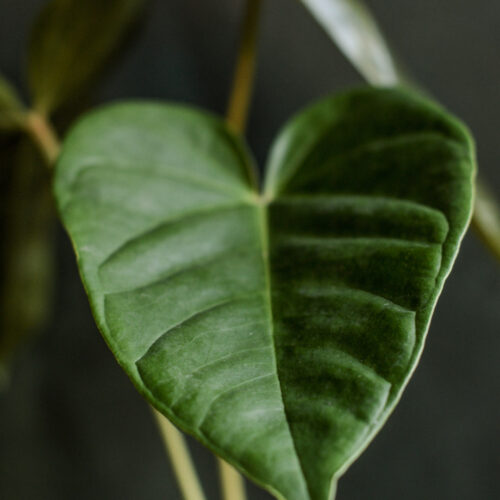 Anthurium recavum