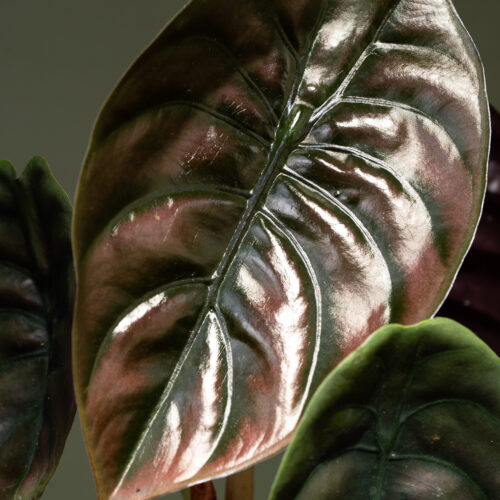 Alocasia cuprea Red secret