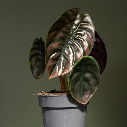 Alocasia cuprea Red secret