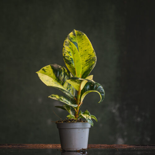 Ficus elastica 'Shivereana' baby