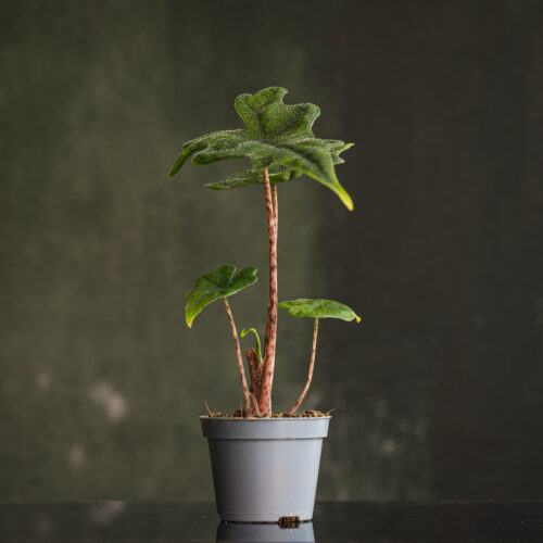 Alocasia 'Jacklyn'