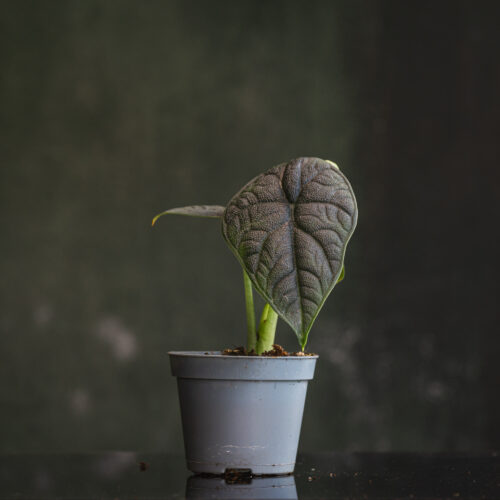 Alocasia melo