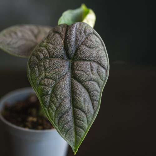 Alocasia melo