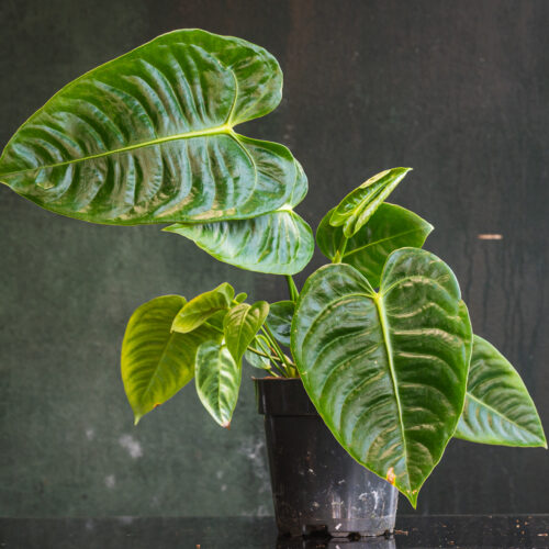 Anthurium veitchii