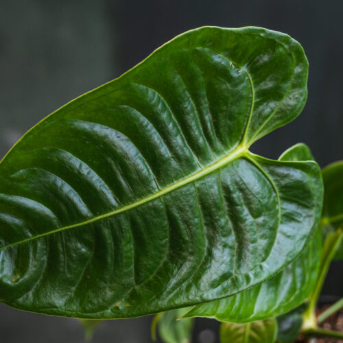 Anthurium veitchii