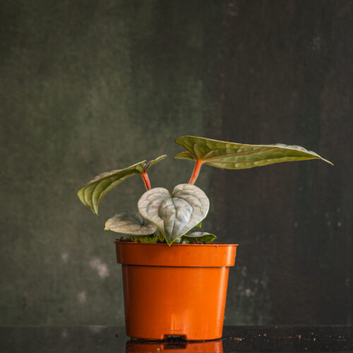 Anthurium luxurians
