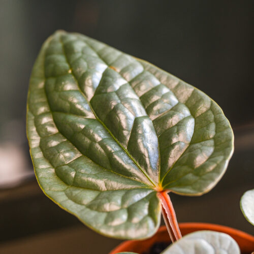 Anthurium luxurians