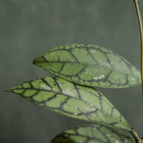 Hoya callistophylla