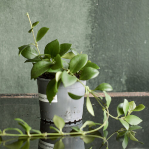 Hoya heuschkeliana