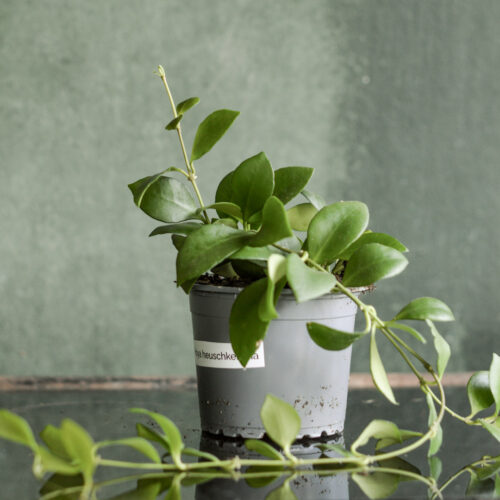Hoya heuschkeliana