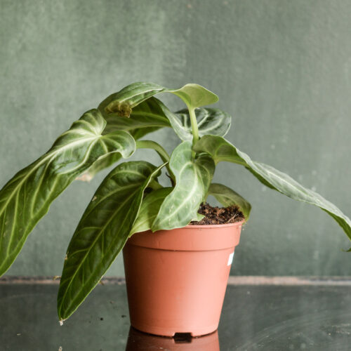 Anthurium villenoarum