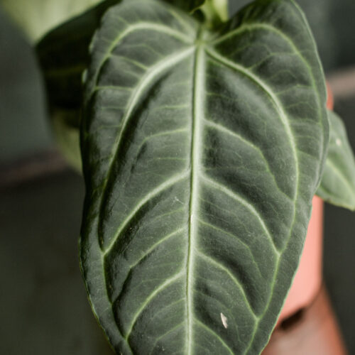 Anthurium villenoarum