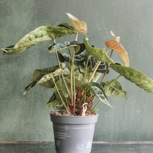 Anthurium 'Karma Crystal' Hybrid