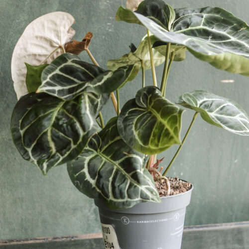 Anthurium 'Karma Crystal' Hybrid