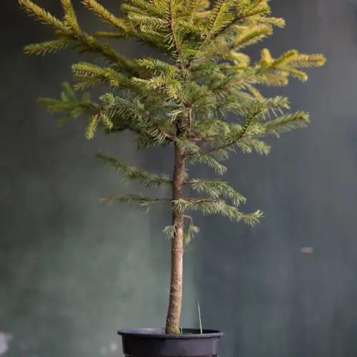 Picea pungens