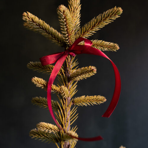 Picea pungens