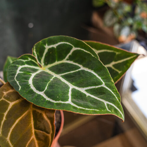 Anthurium magnificum