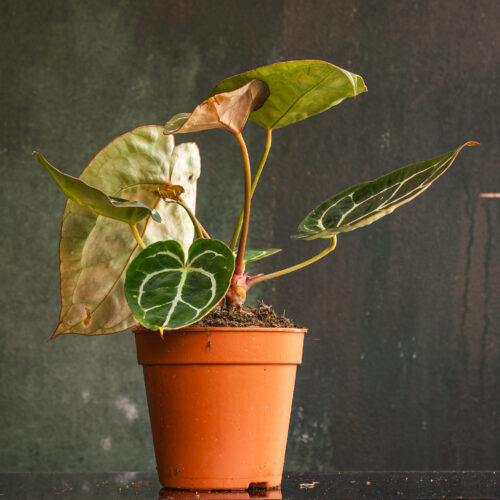 Anthurium magnificum