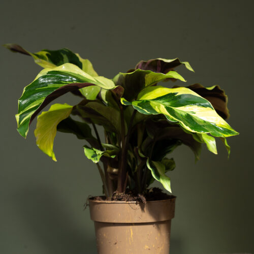 Calathea 'Yellow Miracle'