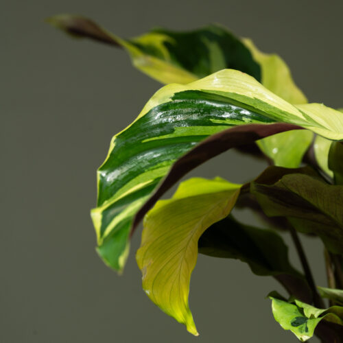 Calathea 'Yellow Miracle'