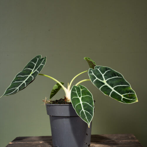 Alocasia ‘Pride of Curup’