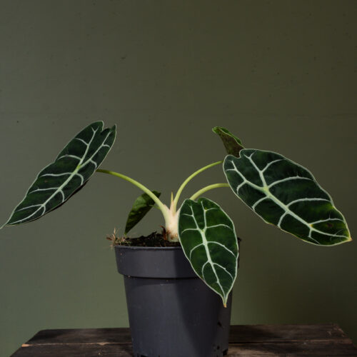 Alocasia ‘Pride of Curup’