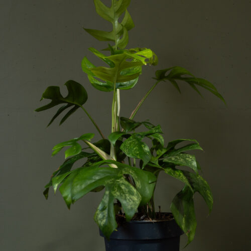 Rhaphidophora tetrasperma ‘Marmer’