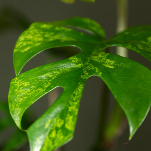 Rhaphidophora tetrasperma ‘Marmer’