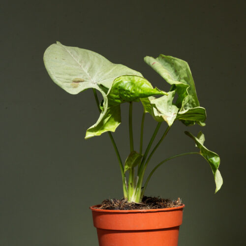 Syngonium 'Confetti'