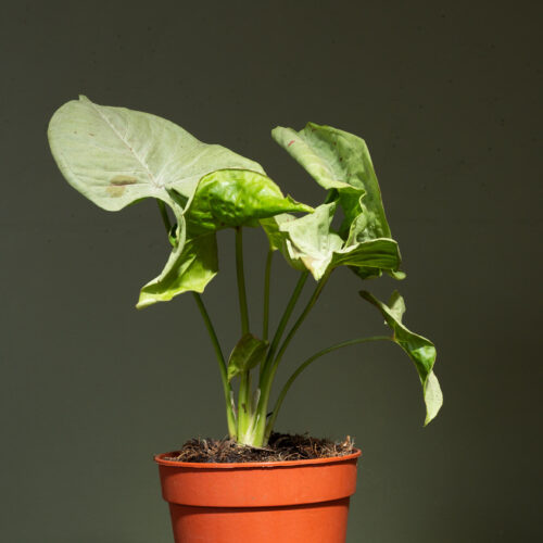 Syngonium 'Confetti'