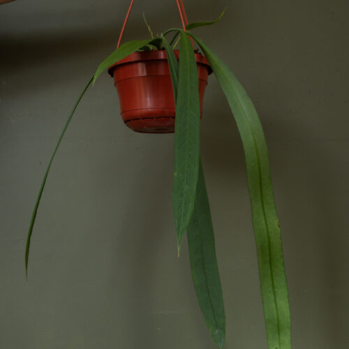 Anthurium vittarifolium
