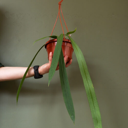 Anthurium vittarifolium