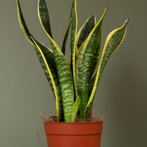 Sansevieria trifasciata 'Futura Superba'