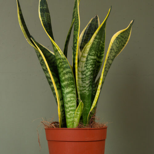 Sansevieria trifasciata 'Futura Superba'