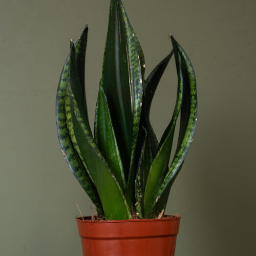Sansevieria trifasciata 'Silver Flame'