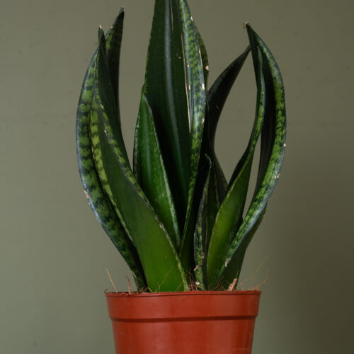 Sansevieria trifasciata 'Silver Flame'