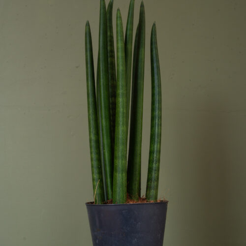 Sansevieria cylindrica